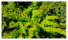 дрвеће листопадно четинарско грмље пузавице функие биљни расадник у Пољској